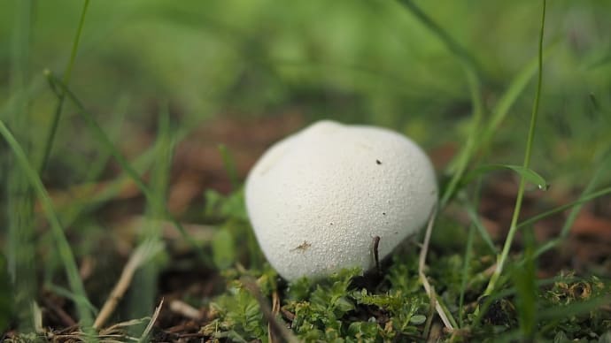 ★公園のきのこ🍄 2024