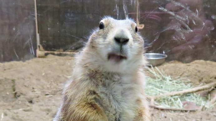 久々の《プレーリードッグ》です！～「札幌市円山動物園」～