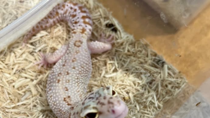 私は好きです🦎