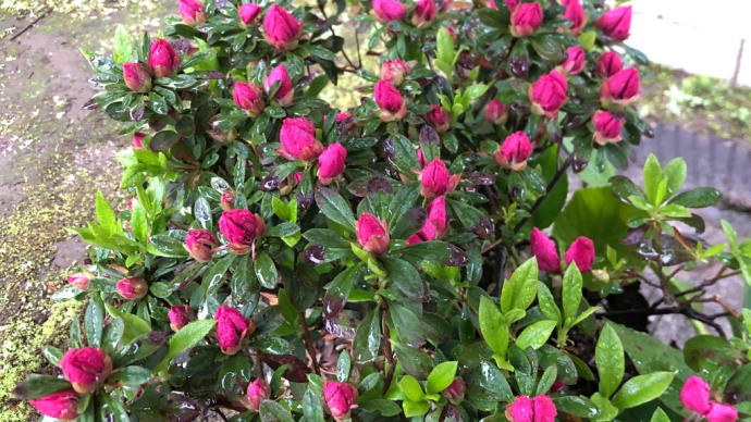 播磨坂 桜並木を 思い出し(エモい🥰)