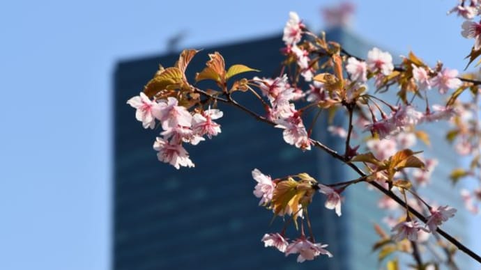 六本木ミッドタウン 檜町公園つばきの花 5