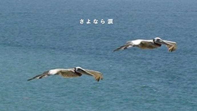 さよなら涙／ビリーバンバン
