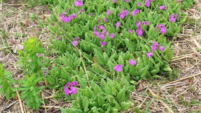 錦乃原桜草園ではもうアチコチでサクラソウが塊を作っていました