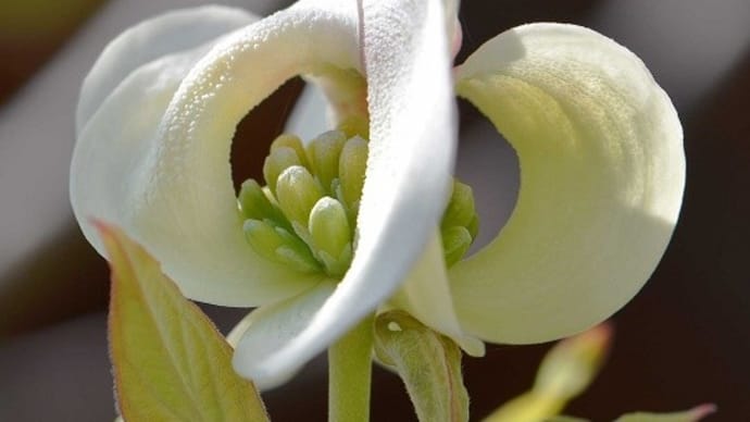 庭の「ハナミズキ」（２）白花種