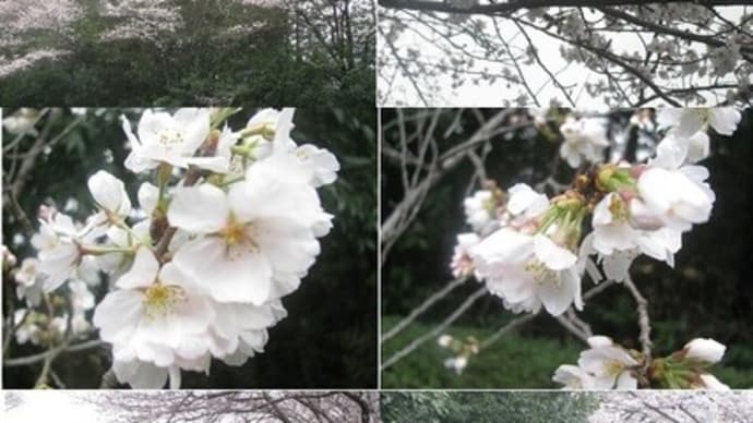 『食と農の科学館の桜』