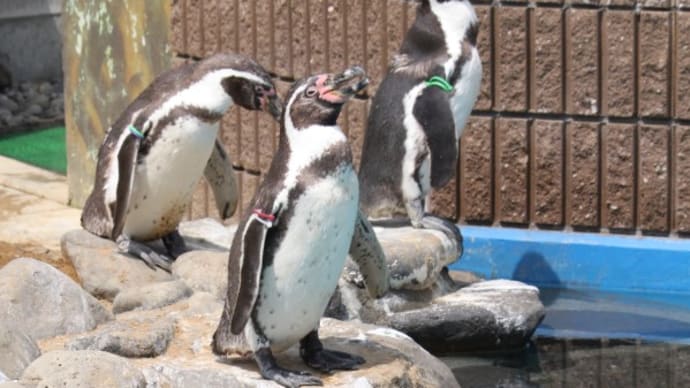 暑いペンギン
