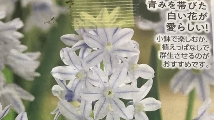 9月ももう少し、庭の手入れ