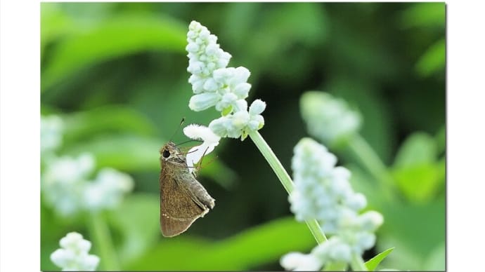 チャバネセセリ 薄茶蝶の舞