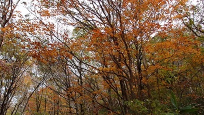 紅葉の道後山へ