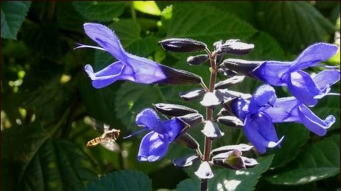 金のなる木とコバノセンナ<秋から冬に咲く花>