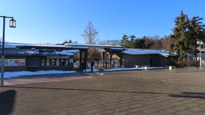雪の植物生態園早回り～京都府立植物園2023/1末（1）