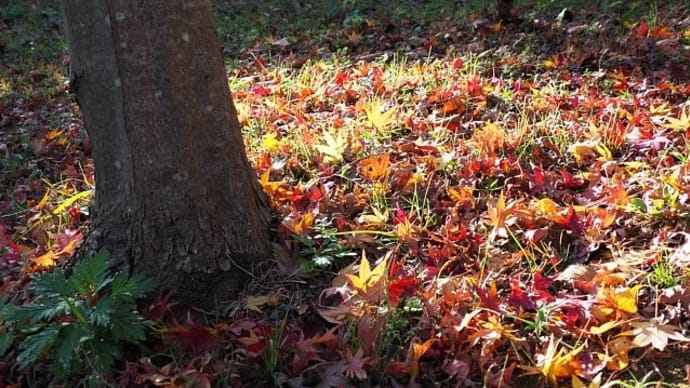 散りゆく紅葉~落ち葉のささやき