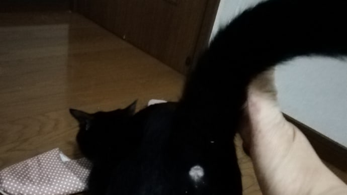 コロナウイルスの影響😵