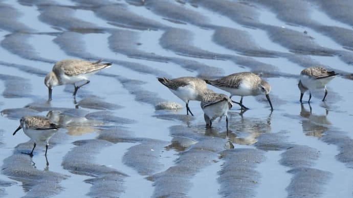 海岸沿いの野鳥めぐり