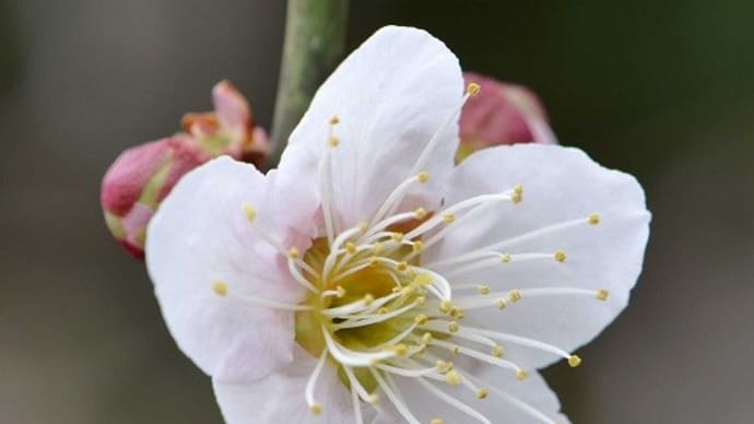 庭の実梅 「藤五郎梅」の花