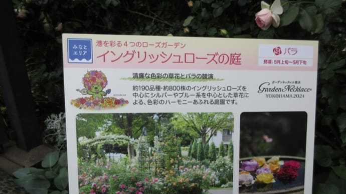 港の見える丘公園のバラ 我慢できずに