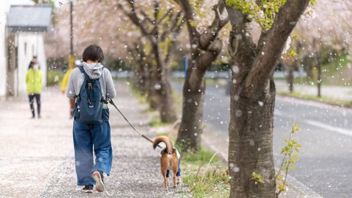 ~桜舞い散る中を歩く~