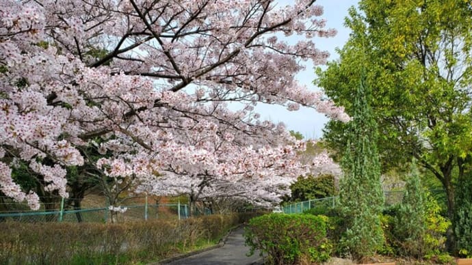 🌸🌸　四季を感じる霊園　🌸🌸　～サクラ満開～