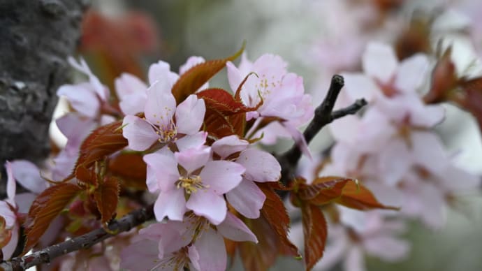 散歩でsak君とお花見