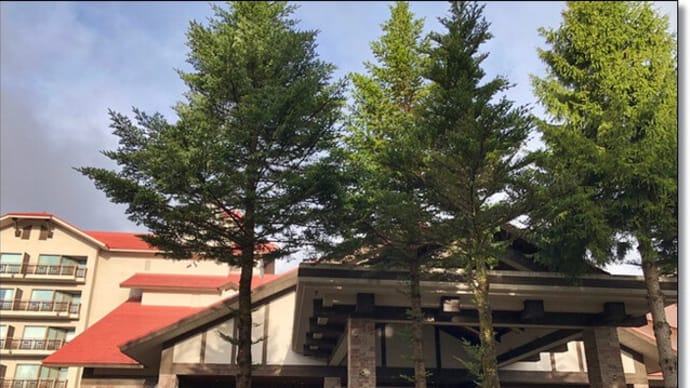 高遠桜と雪の大谷(黒部立山アルペンルート越え)ツアーに行ってきました~2.白馬東急ホテル