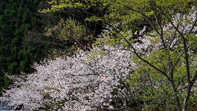 奥多摩周遊道路を周回しました、都民の森では桜が満開！
