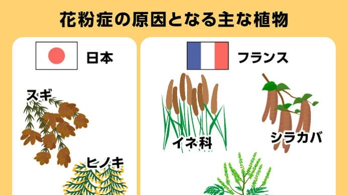 ところ変われば、花粉も変わる〜フランス編〜