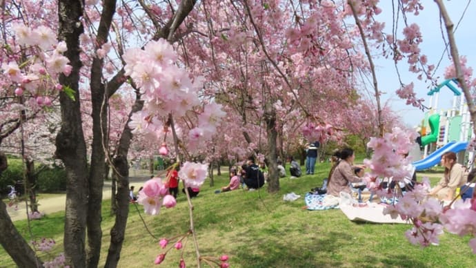白鳥庭園と周辺の紅枝垂れ桜・2024年（写真動画）