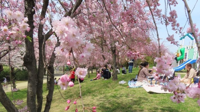 白鳥庭園と周辺の紅枝垂れ桜・2024年
