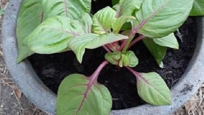 赤葉ケイトウの苗を植えたとですぅ~(^O^)/