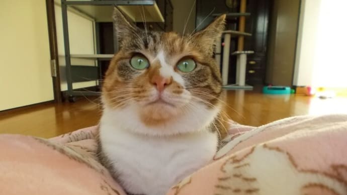 だから潰すなと、あれほど…。