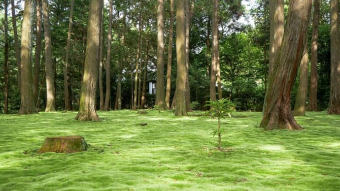 唐招提寺　開山御廟の苔庭