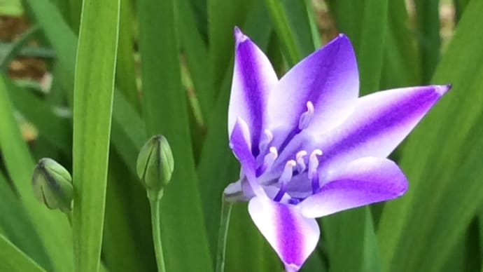May. ブローディア ルディ