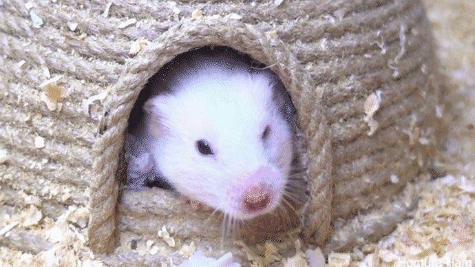 Waxland in hamster cage 🐹 Creative hamster playground 🐹 Homura Ham