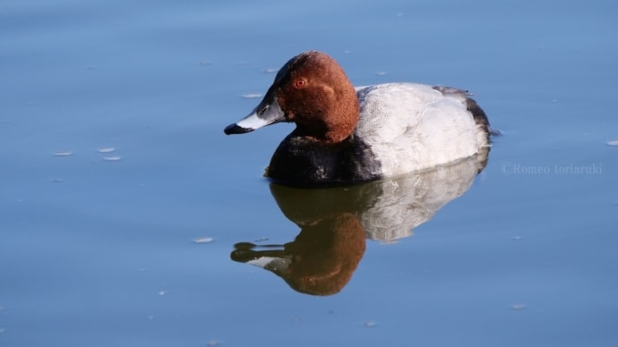 公園の池のカモたち