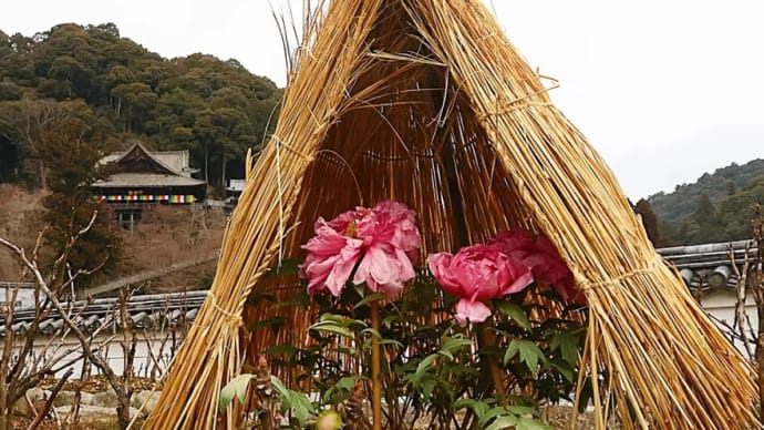 今年も閑かな冬。