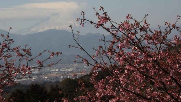 篠窪(しのくぼ)の隣町 四季の里の河津桜がやっと三部咲きとなりました (2025/02/28)