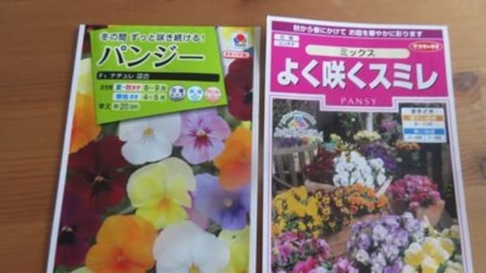 パンジーの種まき