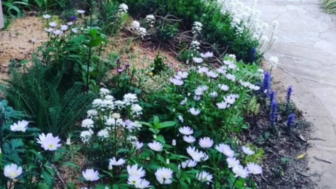 2015の春記録。薔薇庭。