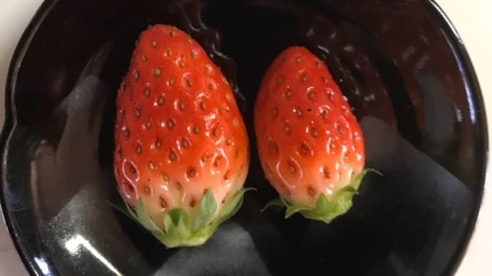 イチゴ収穫・・・ハウスの威力
