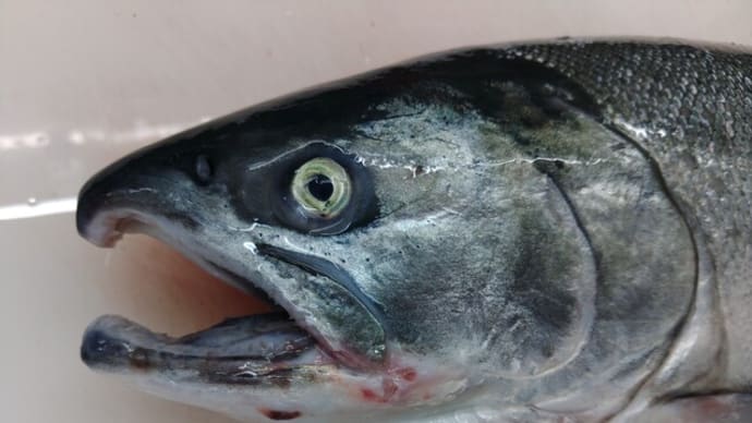 秋ですね~!噴火湾森町「豊富丸」澁谷船長の「活〆神経抜き秋鮭」到着!!刺身と手作り干物の専門店「発寒かねしげ鮮魚店」。