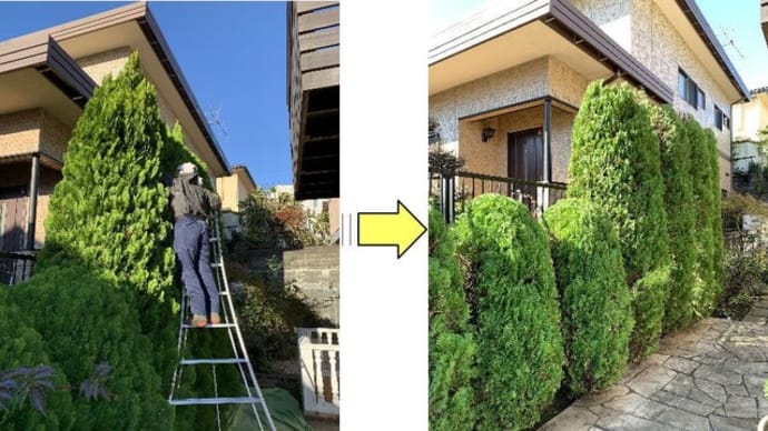 敷地内コニファーが大きく育ち強風で倒木の恐れがでてきたため低く枝おろし