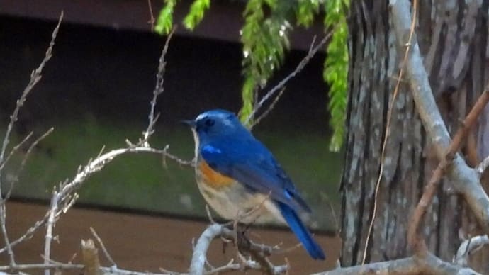 茨城南部で野鳥の探鳥会 ルリビタキ・イカルチドリなど