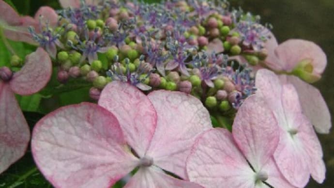 額紫陽花