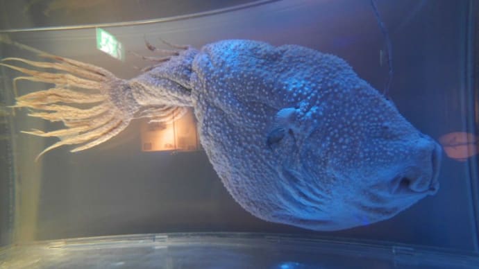 水族館へ入った・・