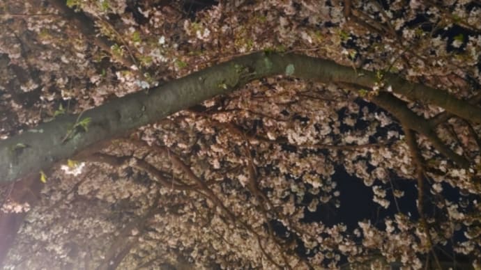 映画と夜桜と、、