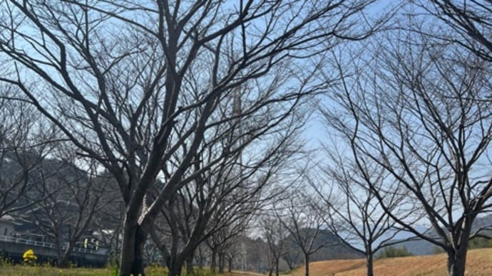 桜の花見はいつのことかな〜