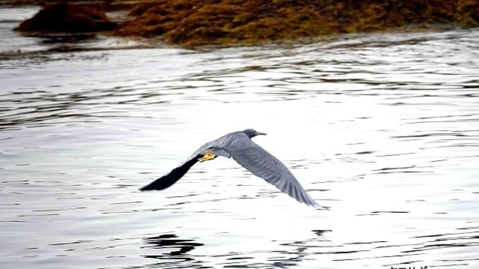 12/28探鳥記録写真-2:狩尾岬の鳥たち(クロサギ、ジョウビタキ♀、イソヒヨドリ♂、イソシギ、ウミウ、)