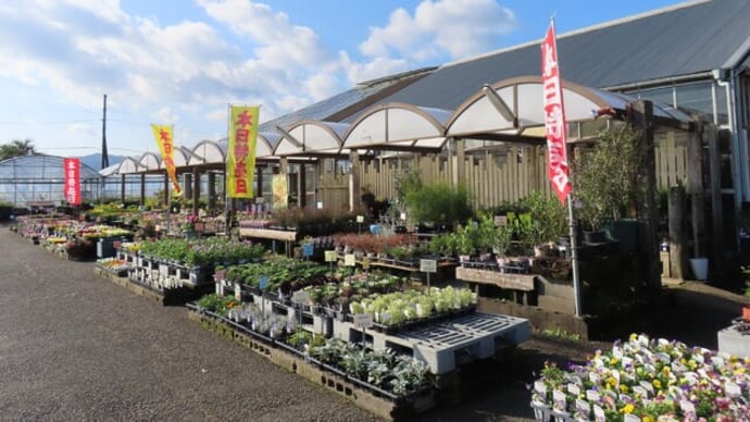 宮崎園芸・特売日と赤い秋の実