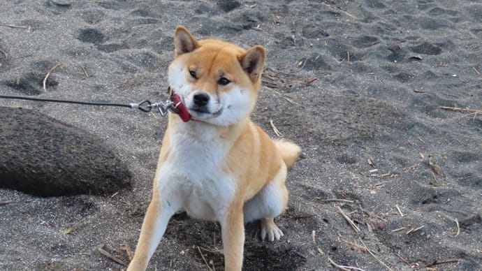 夫がいてもやってくれたか・・・拒否柴