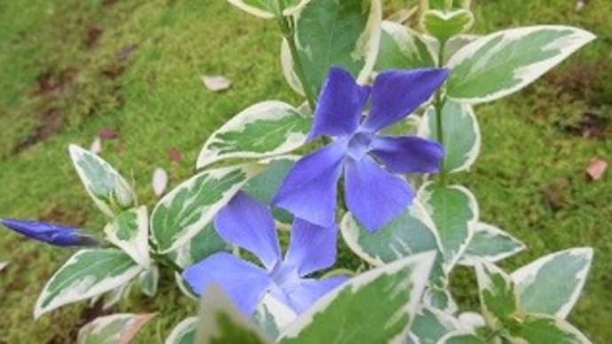 17番、在原業平朝臣